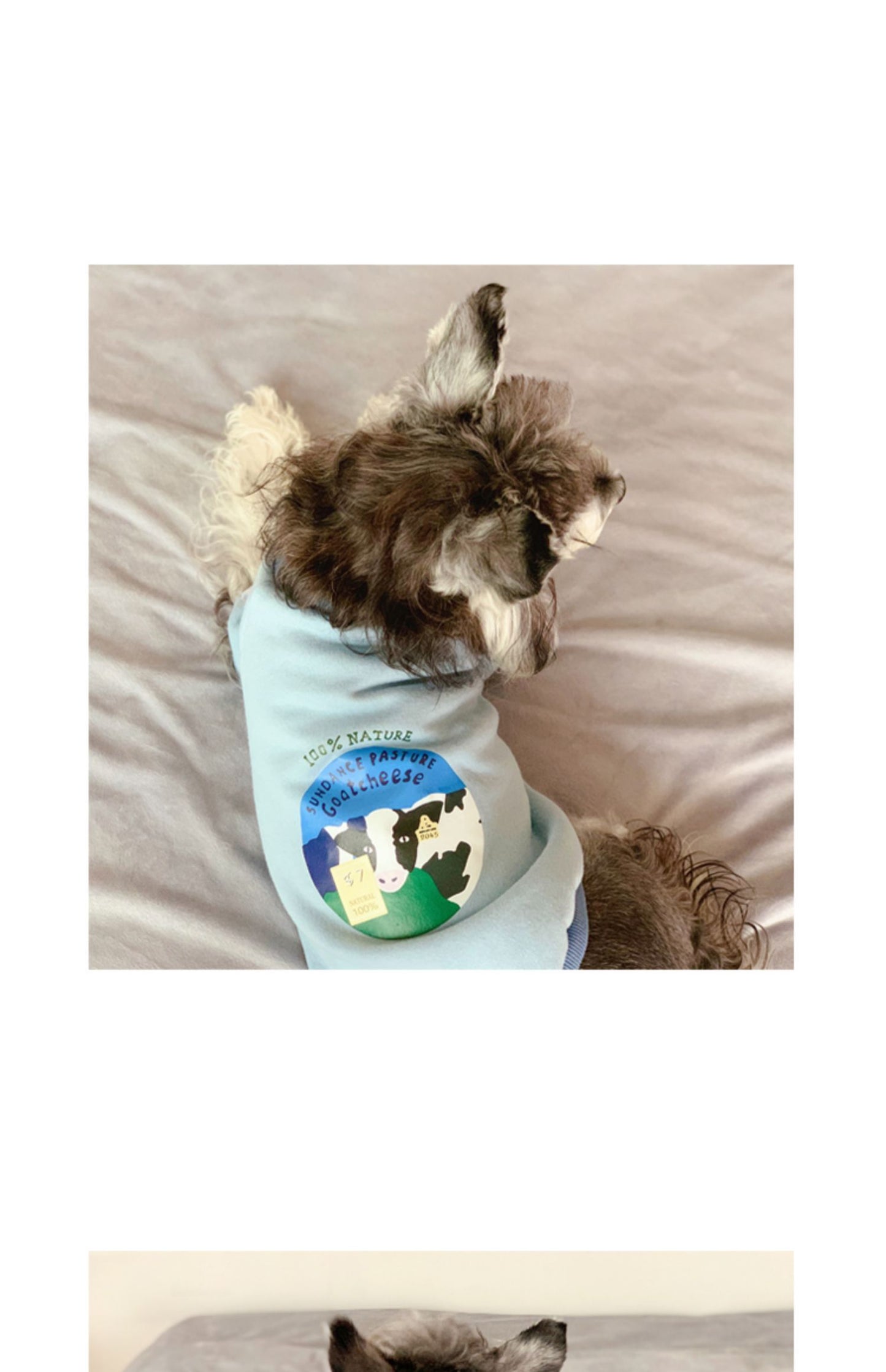 Clothes For Small Milk Cats To Keep Warm In Spring And Autumn British Short Pets
